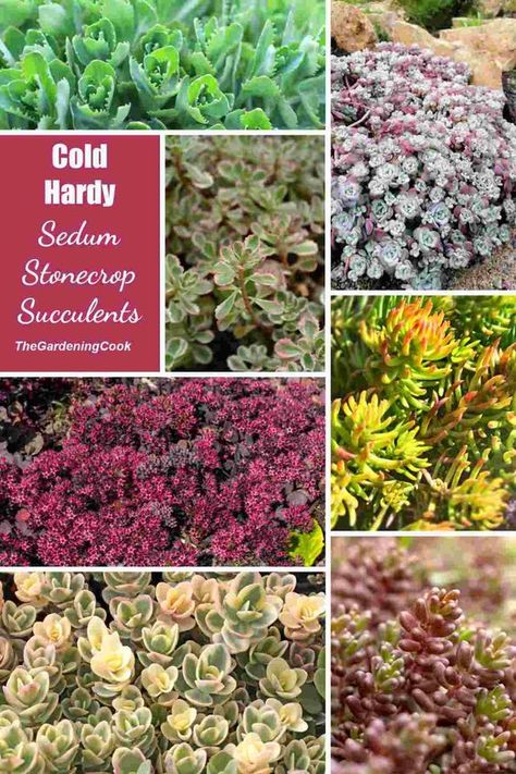 Find out about Cold Hardy Succulents