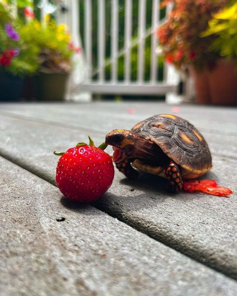 Turtle eating strawberry 🐢 Turtle Eating Watermelon, Turtle Eating Strawberry, Turtle Eating, Sea Turtle Images, Sea Turtle Facts, Someone Eating, Eating Strawberry, Eating Watermelon, Sea Turtle