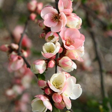 Flowering Quince, Cottage Garden Design, Cottage Garden Plants, Flowering Shrubs, Spring Blossom, Ranunculus, Flower Images, Japanese Garden, Clematis