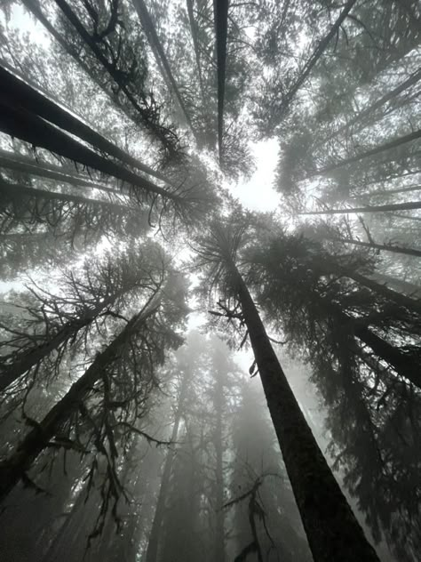 Dark Folklore Aesthetic, Pnw Forest, Mist Aesthetic, Pacific Northwest Aesthetic Wallpaper, Portland Aesthetic, Oregon Woods Aesthetic, Oregon Forest Aesthetic, Portland Oregon Aesthetic, Pacific Northwest Small Town Aesthetic