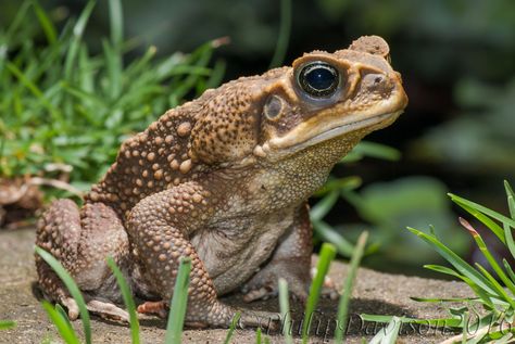 Burmese Python, Rainforest Animals, Invasive Species, Frog And Toad, Reptiles And Amphibians, Toad, Amphibians, Gifts In A Mug, Reptiles