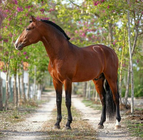 Pre Stallion, Lustiano Horses, Lusitano Stallion, Standing Horse, Lusitano Horse, Warmblood Horses, Horse Inspiration, Andalusian Horse, Horse Aesthetic