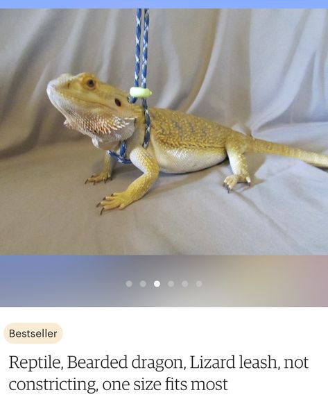 Bearded dragon leash using a long shoelace. Bearded Dragon Leash, Dragon Stuff, Pet Harness, Bearded Dragon, Reptiles, Shoe Laces, Pet, Animals