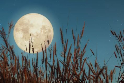 What Is a Harvest Moon? When to View It in September 2021 Sun Paintings, Full Moon Astrology, Full Moon Names, Womens Circle, Fair Folk, Moon Names, About Moon, Magical Moon, Autumnal Equinox