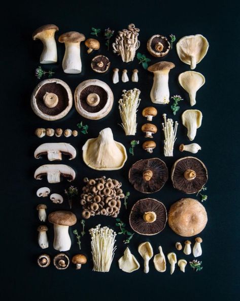 Ashley Alexander, Herbal Academy, Edible Mushrooms, Mushroom Fungi, Food Test, Mushroom Art, Botanical Illustration, Botanical Art, Food Styling