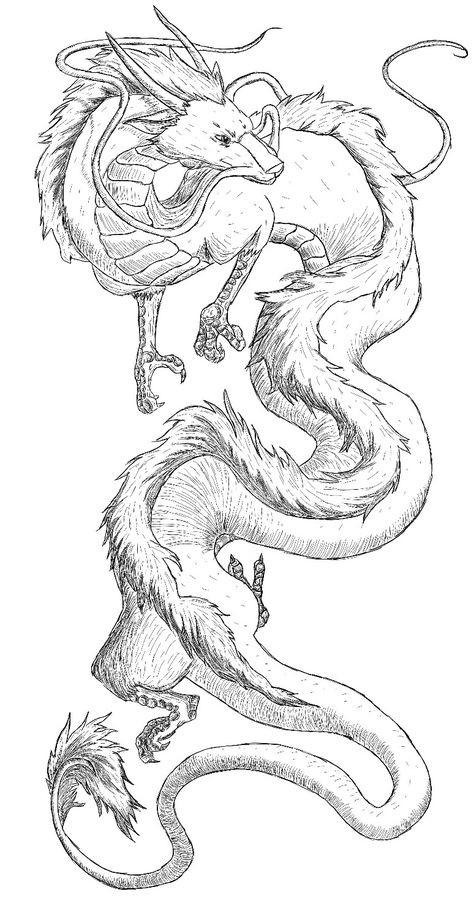 Haku Drawing Dragon, Studio Ghibli Haku Tattoo, Dragon Tattoo Drawing Design, Two Dragons Intertwined Tattoo, Tattoo Sketches Anime, Chinese Dragon Drawing Sketches, Haku Sketch, Haku Tattoo Design, Haku Dragon Tattoo Design