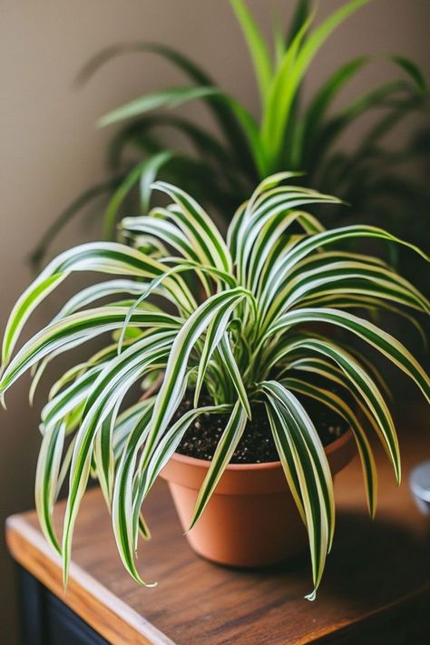 Spider Plant (Chlorophytum comosum) is a classic and easy-care choice for any indoor space! 🌿🏡 Known for its arching, green-and-white striped leaves and air-purifying qualities, this plant is a delightful blend of beauty and functionality. Perfect for adding a touch of lush greenery and enhancing indoor air quality, Spider Plant thrives in various conditions. Indulge in this timeless botanical favorite today! 🌱✨ #SpiderPlant #Houseplants #IndoorGarden #GreenLiving Spider Plant Varieties, Chlorophytum Comosum, Oxalis Triangularis, Kids Yard, Plants Photography, Houseplants Low Light, Winter Planter, Plant Varieties, Spider Plant