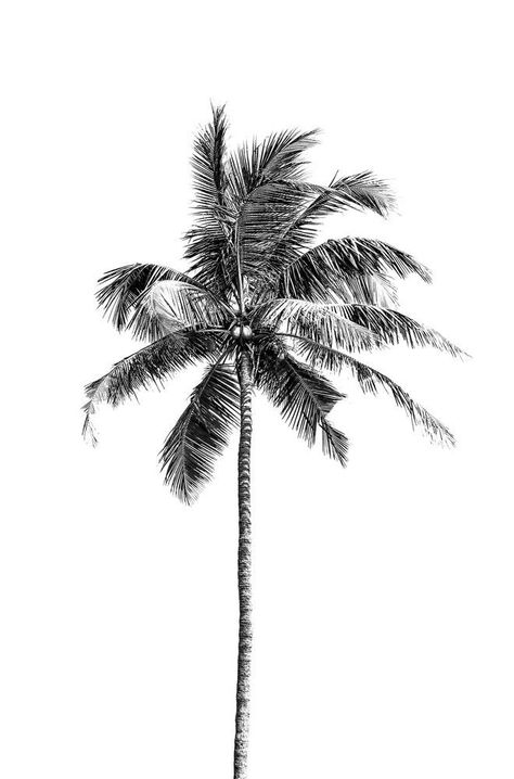 Palm Tree Drawing, Palm Tattoos, Palm Tree Tattoo, Shotting Photo, Buy Wall Art, Tropical Art, Greeting Card Set, Tree Drawing, Tree Tattoo