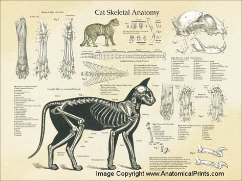 Cat Skeletal Anatomy Poster Wall Chart 18 X 24 | Etsy Skeletal Anatomy, Anatomy Poster, Anatomy Drawing, Skeletal, Anatomy, Skeleton, Bones, Wall