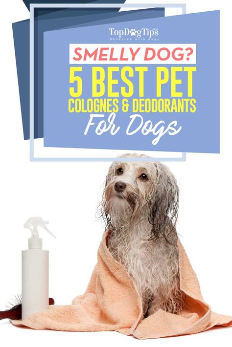 Diy Dog Cologne, Dog Deodorizer Spray, Dog Deodorizer, Dog Cologne, Pet Perfume, Dog Perfume, Smelly Dog, Dog Spray, Dog Grooming Tools