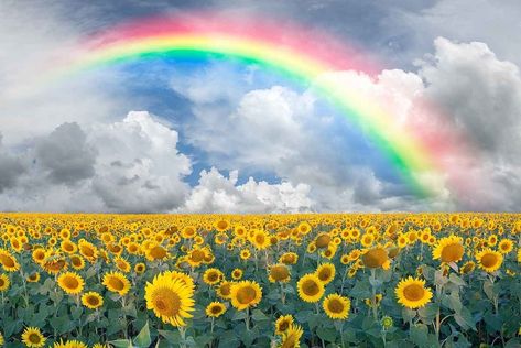 Montage Art, Rainbow Images, Rainbow Pictures, Rainbow Photography, Sunflowers And Daisies, Sunflower Pictures, Rainbow Painting, Rainbow Sky, Sunflower Wallpaper