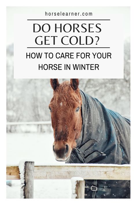 Ever wondered if horses get cold too? We give you tips and hacks for how to take care of your horse and keep him warm in the snow and cold.   From the best blankets to tips on how to avoid colic in the colder winter months. Taking Care Of Horses For Beginners, Barn Stall Ideas, Snow Horse, Best Blankets, Trail Riding Horses, Horses In Snow, Horse Training Exercises, Horse Barn Ideas Stables, Tips For Winter