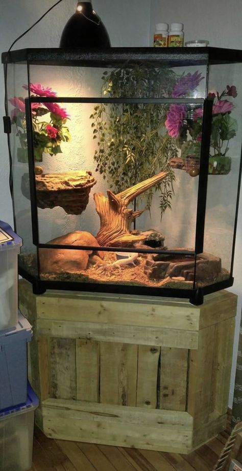 Chameleon Enclosure, Iguana Cage, Gecko Habitat, Snake Terrarium, Bearded Dragon Terrarium, Frog Terrarium, Snake Enclosure, Bearded Dragon Habitat, Bearded Dragon Care