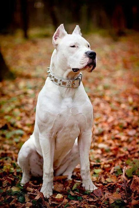 Shes amazing Argentinian Dog, Dog Argentino, Dogo Argentino Dog, Dog For Sale, Rare Dogs, Expensive Dogs, Bully Breeds Dogs, Pitt Bull, Corso Dog