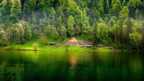 green leafed trees, nature, landscape, lake, forest, grass, mist HD wallpaper Concrete Pathway, Hd Nature Wallpapers, Mountain Wallpaper, Trees Nature, Green Lake, Lake Landscape, Tree Wallpaper, Cabin In The Woods, Lake Forest