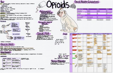 Here is a one page study guide/notes of common opioids used in vet med! Vtne Study Guide, Vet Med Aesthetic, Vet Tech Notes, Veterinary Notes, Study Guide Notes, Veterinarian School, Vet School Motivation, Vet Nursing, Veterinary Nursing