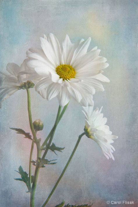 Painted Daisies Cherub Painting, Daisy Oil Painting, Birthday Artwork, Still Life Sketch, Painted Daisies, Life Sketch, Daisy Art, Paint Flowers, Daisy Painting