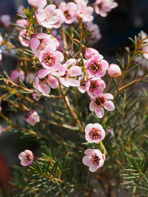 Chamelaucium 'Local Hero' Geraldton Wax Geraldton Wax Flower, Maroon Flowers, Weeping Trees, Pink And Maroon, Screen Plants, Wax Flower, Australian Native Plants, Local Hero, Cut Flower Garden