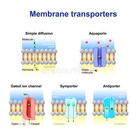 Cell Membrane Transport, Membrane Transport, Biology Jokes, Biochemistry Notes, Cell Transport, General Biology, Chemistry Worksheets, Medicine Studies, Basic Anatomy And Physiology