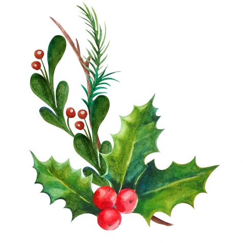 Premium Photo | Watercolor illustration christmas decoration holly leaves and berries Christmas Plants, Christmas Greenery, Watercolor Images, Etsy Christmas, Holly Berries, Birth Month Flowers, Holly Leaf, Christmas Holly, Holiday Projects