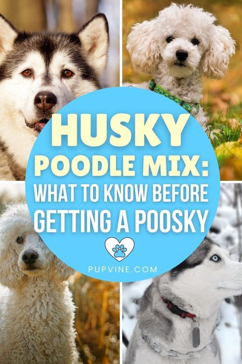 The Husky-Poodle mix is a crossbreed that resulted from mating a Siberian Husky with a Poodle, two working dogs that differ widely in looks and temperament. They’re not the most popular Doodles, but they have been gaining recognition in recent times. With their parents being such different dog breeds, Husky doodles can have an interesting combination of both physical and personality traits. These curious-looking, dynamic dogs have won over many hearts. Husky Doodle, Husky Poodle Mix, Husky Poodle, Poodle Mix Puppies, Puppy Facts, Different Dog Breeds, Pembroke Welsh Corgi Puppies, Welsh Corgi Puppies, Designer Dogs