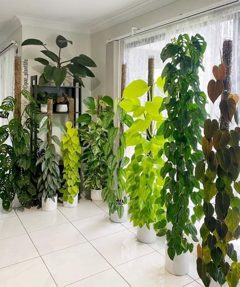 Climbing plants love growing on moss poles like these Monsteras, Pothos and Philodendrons 🌿 Moss Pole, نباتات منزلية, Hanging Plants Indoor, Inside Plants, Pothos Plant, Growing Plants Indoors, Trailing Plants, Plant Decor Indoor, House Plants Decor