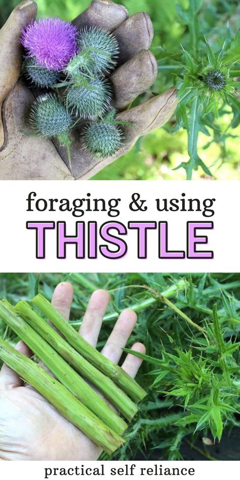 Medicinal Weeds, Medicinal Wild Plants, Wild Foraging, Wild Food Foraging, Foraging Recipes, Medicinal Herbs Garden, Edible Wild Plants, Medical Herbs, Foraged Food