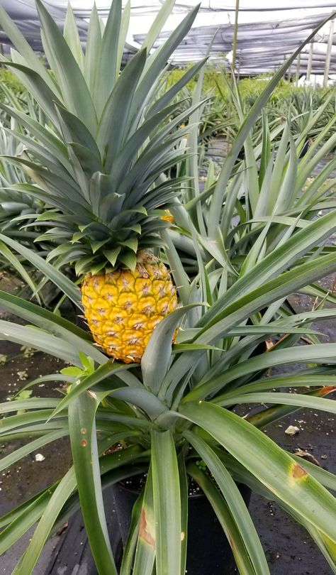 Pinapple Tree, Pineapple Bush, Buah Aesthetic, Grow Pineapple Plant, Miniature Fruit Trees, Grow Pineapple, Maize Plant, Cherry Fruit Tree, Tropical Fruit Trees