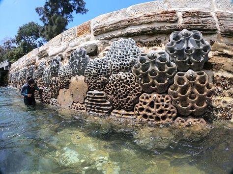 "Living Seawalls" Provide New Homes for Coastal Marine Life—And They're Going Global | Scuba Diving Artificial Reef, Green City, Rock Pools, Sea Wall, Marine Life, Landscape Architecture, Ecology, Habitat, Melbourne