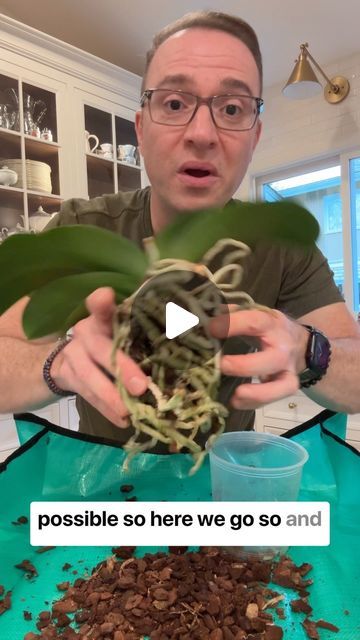 Raffaele Di Lallo on Instagram: "💁🏻‍♂️Some more orchid repotting tips! Clear pots are great for orchids (check out my “orchid pots” link in my profile for my amazon store where you can get various sizes).   Clear pots are great to see the health of the orchid root system, and because they do perform some photosynthesize for the plant. In my greenhouse, I leave the pots exposed, but indoors in the house, I slip them in ceramic pots for aesthetic purposes.   A great time to repot is after your orchid has finished blooming. In this case in my reel, this plant did not bloom unlike most of my other Phalaenopsis orchids at the time of publishing this reel, so now is a great time because days are getting longer and plants are waking up and getting ready to start to grow new leaves and roots. Re Potting An Orchid, Phaleonopsis Orchids Arrangement, Orchid Repotting Videos, Orchid Roots Growing Out Of Pot, Repot Orchids How To, Orchid Garden Ideas Outdoor, How To Plant Orchids In Pots, Reviving Orchid Plant, Multiple Orchids In One Pot