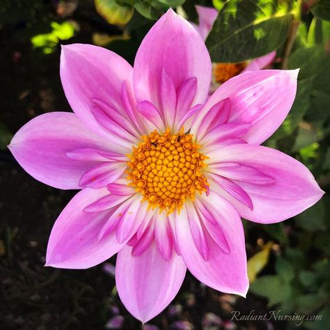 This is actually a dahlia flower. Love the ring of inner petals. Type Of Flowers, Dahlia Flowers, Blossom Garden, Open Flower, Beautiful Pink Flowers, Peonies Garden, Wonderful Flowers, Flower Landscape, Balloon Flowers