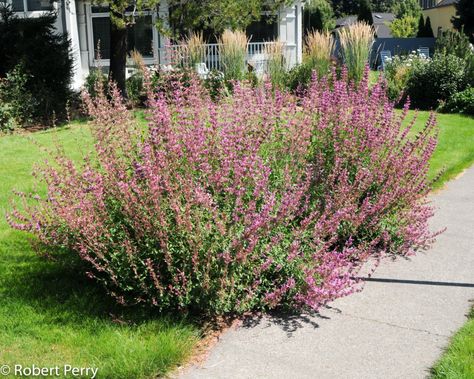 Hummingbird Mint, Butterflies And Hummingbirds, Waterwise Garden, Garden Planner, Inland Empire, Rock Garden Landscaping, Water Wise, Native Garden, Tutti Frutti