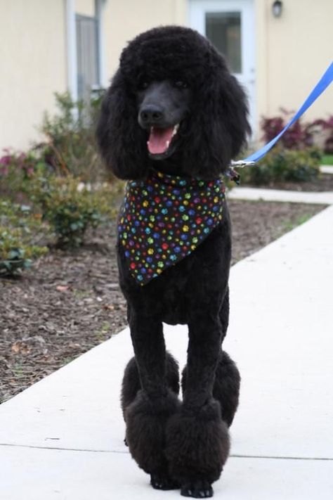 1000+ ideas about Poodle Cuts on Pinterest | Dog Grooming ... Standard Poodle Cuts, Standard Poodle Haircuts, Anjing Poodle, Poodle Haircut Styles, Black Standard Poodle, Poodle Hair, Poodle Haircut, Poodle Toy, Poodle Cuts