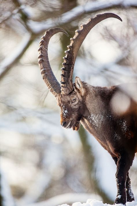 King of the hill Ibex Goat, Alpine Ibex, Animals With Horns, King Of The Hill, Mule Deer, Manx, Majestic Animals, Wildlife Animals, Animals Of The World