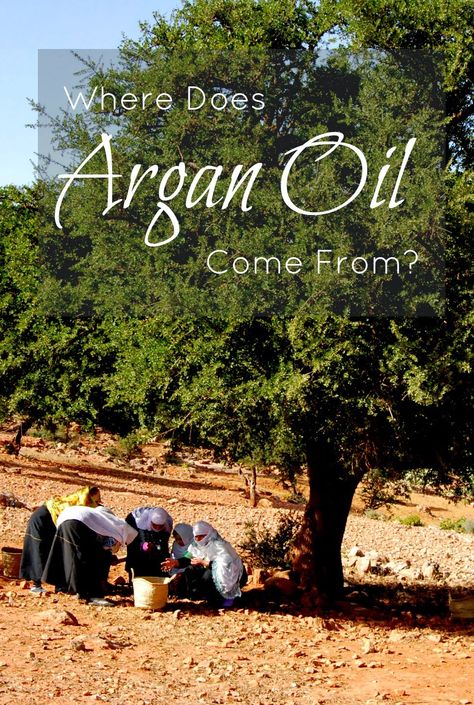 Do you know where does Argan Oil come from? So interesting! Herbal Cosmetics, Argan Oil Of Morocco, Hair Product Organization, Argan Oil Benefits, Argan Tree, Moroccan Beauty, Skin Aesthetics, Argan Oil Hair, Moroccan Argan Oil