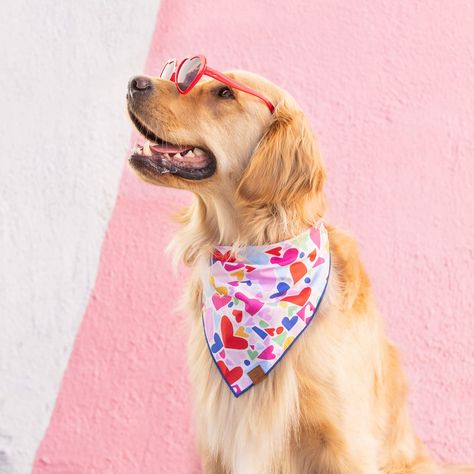 Heart to Heart Dog Bandana – The Foggy Dog Ampersand Design, Foggy Dog, The Foggy Dog, True Love Is, Valentines Day Dog, Mini Goldendoodle, Heart To Heart, Modern Dog, Dog Sweaters