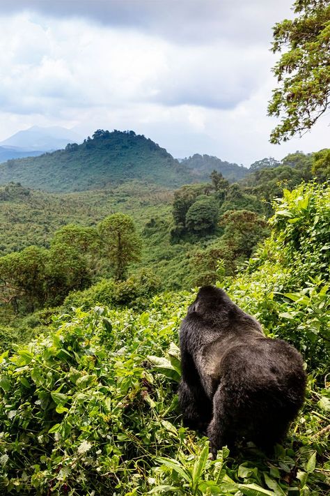 There’s nothing quite like seeing a family of gorillas playing in the wild, it’s an experience that lasts a lifetime.. There are only a few gorilla families which have been aclimatised to humans, and some of the best are in Rwanda. Volcanoes National Park Rwanda, Gorilla Trekking, Volcano National Park, Cycling Touring, Wildlife Safari, Safari Tour, Palawan, Africa Travel, Travel And Tourism