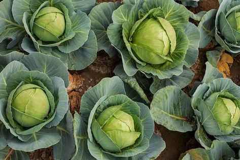 How To Cut Cabbage, Cabbage Garden, Homemade Slaw, Making Sauerkraut, Cabbage Plant, Cabbage Head, Flavorful Vegetables, Luxury Food, Meal Suggestions