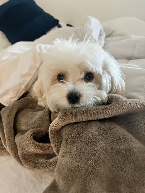 Maltese Puppy Aesthetic, Maltese Dogs Aesthetic, Small Dogs Aesthetic, Maltipoo Aesthetic, Maltese Aesthetic, Cats Tips, 2024 Era, Lover Anime, Painting Dogs