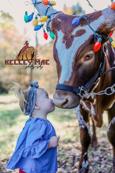 Highland Cow Christmas, Cow Photography, Mini Photo Shoot, Mini Cows, Cow Christmas, Christmas Cow, Farm Photography, Cow Pictures, Christmas Mini Sessions