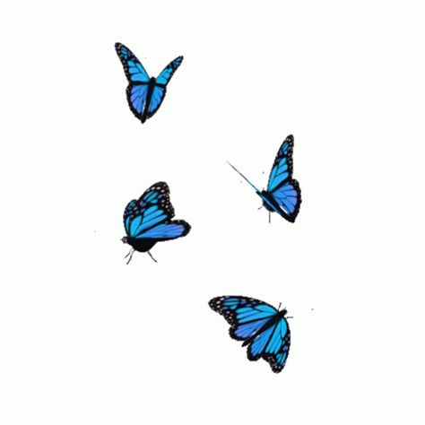 Butterfly Gif Png, Blue Png Gif, Blue Butterfly Gif, Butterflies Gif, Butterfly Edit, Gif Overlay, Fly Gif, Aesthetic Animated, Gifs Png