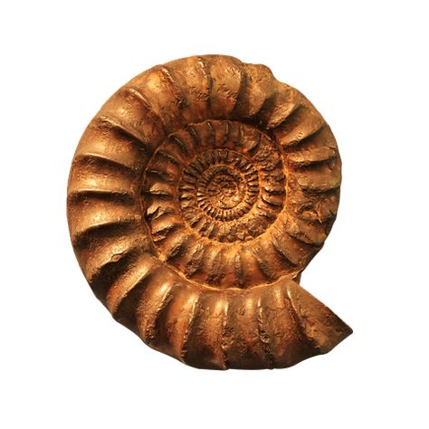 50+ Free Ammonites & Fossil Photos - Pixabay Sea Dinosaurs, Fossil Art, Cute Summer Wallpapers, Ammonite Fossil, Public Domain Images, Design Wall, Free Pictures, Free Png, Art Classes