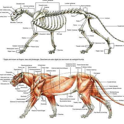 ArtStation - Tales of Amalthea Lion Muscle Anatomy, Lion Muscle, Muscles Diagram, Anatomy Sketchbook, Lion Anatomy, Terryl Whitlatch, Sketchbook Studies, Muscle Diagram, Sea Monkeys