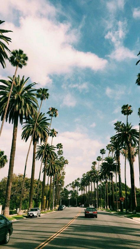 Wallpaper coqueiros California Palm Trees, Palm Trees Wallpaper, Tree Wallpaper, Tumblr Wallpaper, Summer Wallpaper, Nature Wallpaper, Beautiful Landscapes, Palm Trees, Beautiful Nature