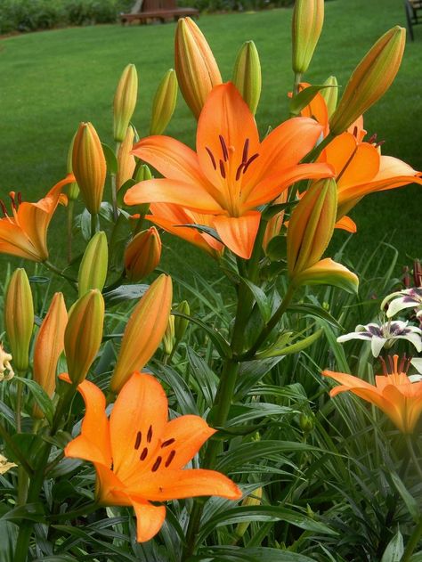 Tiger Lily Plant, Orange Lillies Flowers, Asiatic Lily Flower, Orange Tiger Lily, Orange Lilies Aesthetic, Red Asiatic Lily, Flower Identification, Day Lilies, Flower Therapy