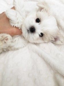 Teacup Maltese For Sale, Blue Blood Bulldog, Puppies Maltese, Puppy List, English Coonhound, Maltese Puppies For Sale, Cute Teacup Puppies, Toy Dog Breeds, Teacup Maltese