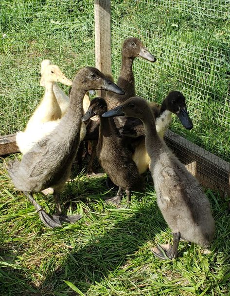 Indian Runner Ducks | Wild Acres Indian Running Ducks, Drake Live, Indian Runner Ducks, Duck Breeds, Runner Ducks, Small Lizards, White Runners, Wild Duck, Dream Farm