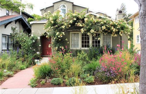 Crocosmia Planting, California Front Yard Landscaping Ideas, California Landscaping, Native Plant Landscape, California Native Garden, Front Yard Decor, Holiday Cactus, Flower Vines, Climbing Flowers