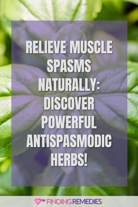 Relieve Muscle Spasms Naturally: Discover Powerful Antispasmodic Herbs! Muscle Cramps Remedies, Muscle Spasms Relief, Cramp Remedies, Muscle Twitching, Muscle Cramps, Healing Tea, Stomach Muscles, Stomach Cramps, Muscle Relief