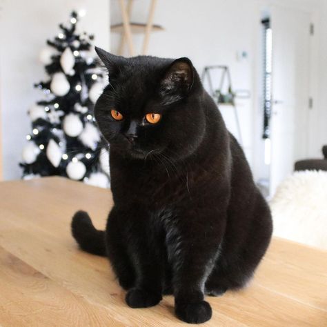 Black Cat British Shorthair, Black British Shorthair, Black Persian Cat, Cat Captions, British Cat, Black Cat Christmas, Vampire Cat, Short Hair Cats, British Shorthair Cats